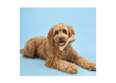 Kość do gryzienia BetterBone  Small Soft Classic