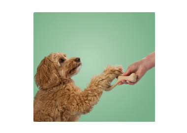 bimbay kość dla psa