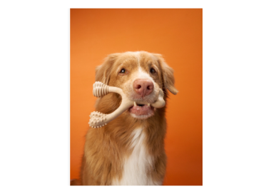 bimbay kość dla psa