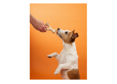 bimbay kość dla psa