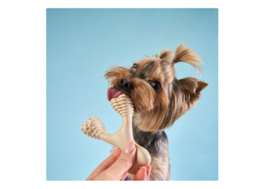 kość dla psa bimbay