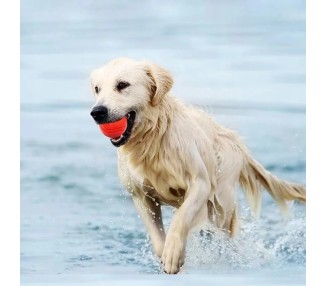 bimbay piłka dla psa